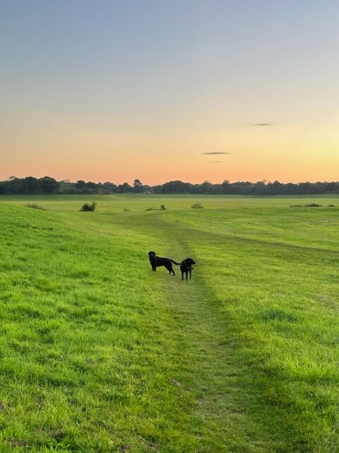 MY FAVOURITE VILLAGES AROUND MIDHURST & PETWORTH FOR DOG WALKS